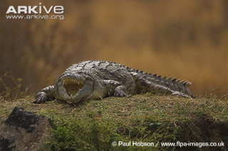 Illustration for article titled Sunday Crocodilian - Crocodylus niloticus Edition